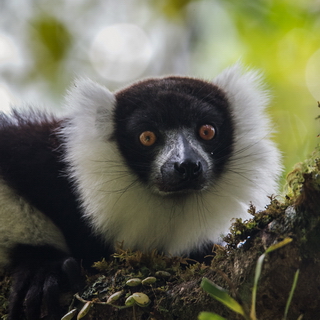 Mantadia - Black and white ruffed lemur